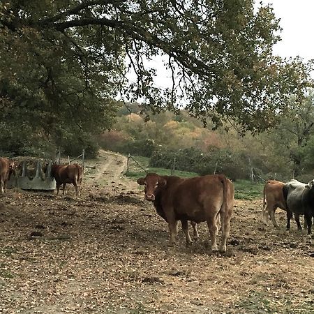 Agriturismo Mandrioli Pratovecchio Dış mekan fotoğraf