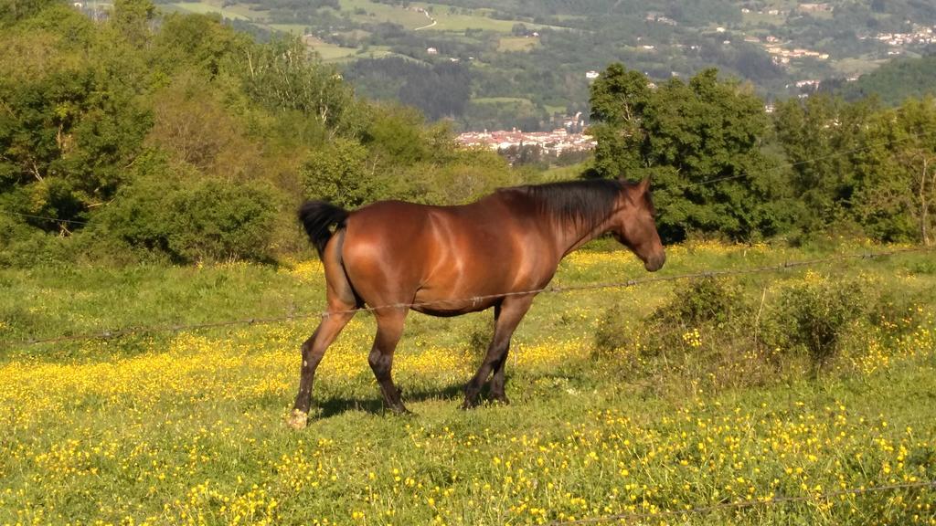 Agriturismo Mandrioli Pratovecchio Dış mekan fotoğraf