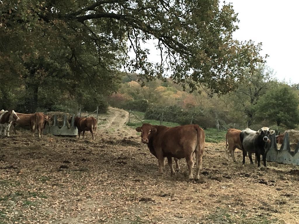 Agriturismo Mandrioli Pratovecchio Dış mekan fotoğraf