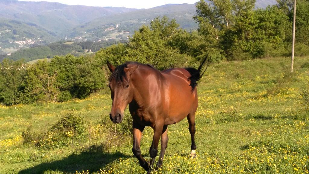 Agriturismo Mandrioli Pratovecchio Dış mekan fotoğraf