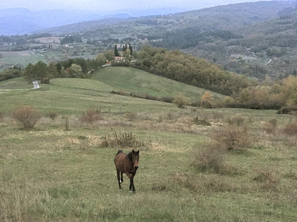 Agriturismo Mandrioli Pratovecchio Dış mekan fotoğraf
